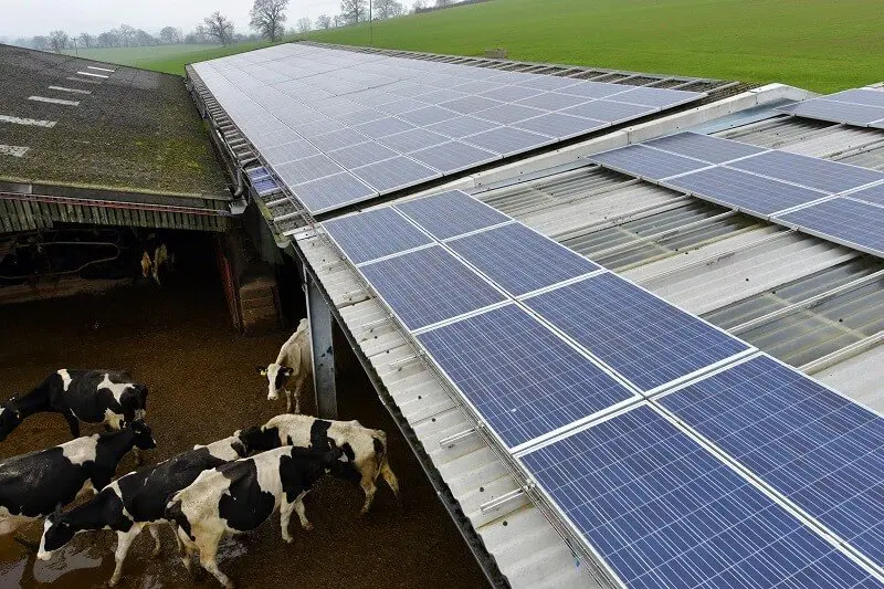 Instalação solar em propriedade rural com gado